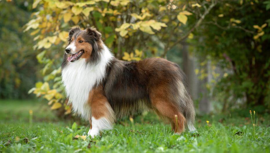 Shetland Sheepdog Gewicht Männlich 6 4 12 Kg Shetland Sheepdog: Rassebeschreibung | PURINA®